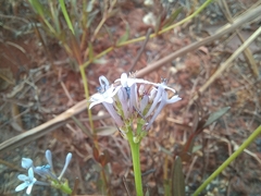 Pentanisia schweinfurthii