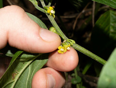 Witheringia solanacea
