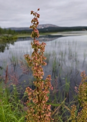 Rumex aquaticus