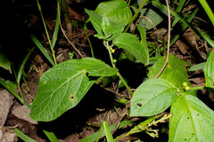 Witheringia solanacea