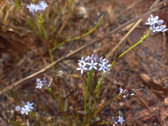Pentanisia schweinfurthii