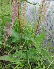 Rumex aquaticus