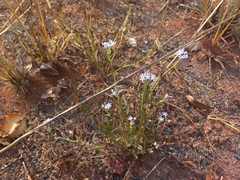 Pentanisia schweinfurthii