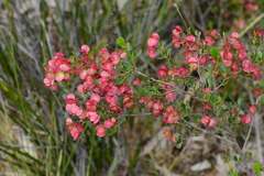 Dodonaea viscosa cuneata