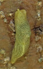 Elisolimax flavescens
