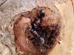 Myrmophyma