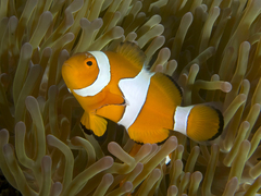 Amphiprion percula