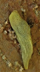 Elisolimax flavescens