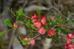 Dodonaea viscosa cuneata