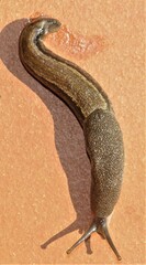 Urocyclus kirkii