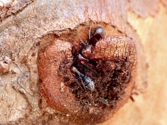 Myrmophyma