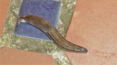 Urocyclus kirkii