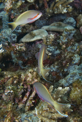 Pseudanthias huchtii