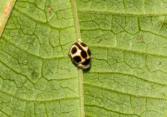Tenuisvalvae ecoffeti