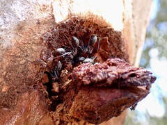 Myrmophyma