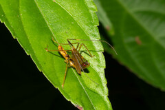 Reduviidae