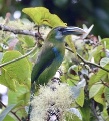 Aulacorhynchus coeruleicinctis