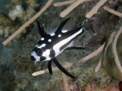 Macolor macularis