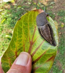 Urocyclus kirkii