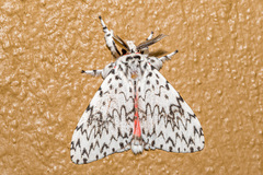 Lymantria singapura