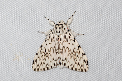 Lymantria singapura