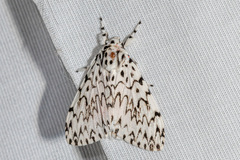 Lymantria singapura