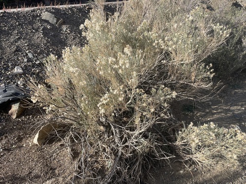Image of Nevada broomsage by (c) lejones417, some rights reserved (CC BY-SA)