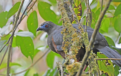 Chamaepetes goudotii