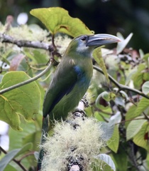 Aulacorhynchus coeruleicinctis