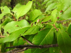 Eriophyes cerasicrumena