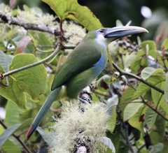 Aulacorhynchus coeruleicinctis