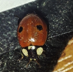 Adalia bipunctata