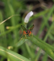 Echthromorpha