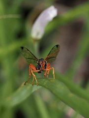 Echthromorpha