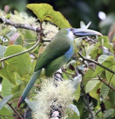 Aulacorhynchus coeruleicinctis
