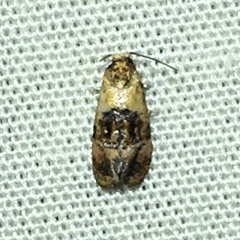 Cochylis