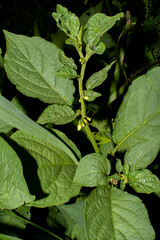 Witheringia solanacea