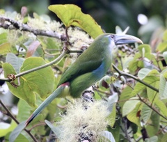 Aulacorhynchus coeruleicinctis
