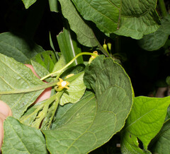 Witheringia solanacea