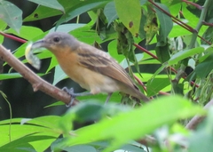 Dryoscopus gambensis