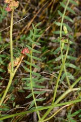 Swainsona procumbens