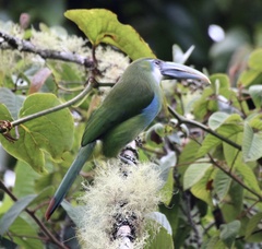 Aulacorhynchus coeruleicinctis