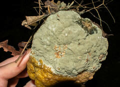 Penicillium digitatum