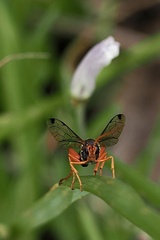 Echthromorpha