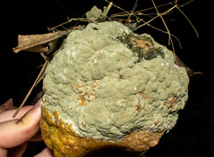 Penicillium digitatum