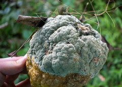 Penicillium digitatum