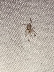 Anyphaena