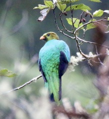 Pharomachrus auriceps