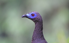 Chamaepetes goudotii