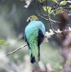 Pharomachrus auriceps